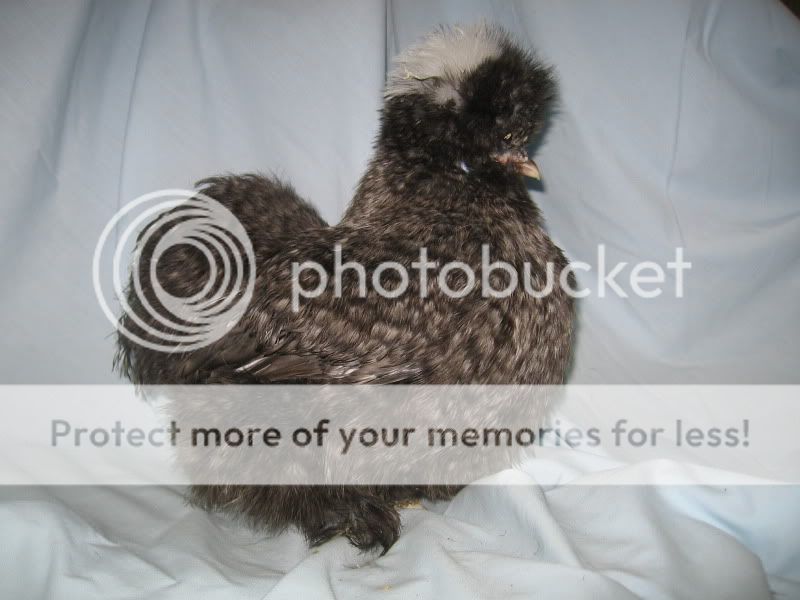 Augustsilkies053-1.jpg