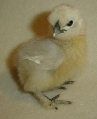 chick6.jpg