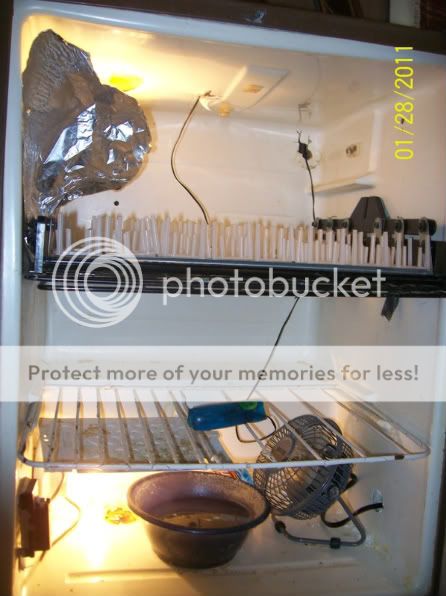 incubator002-1.jpg