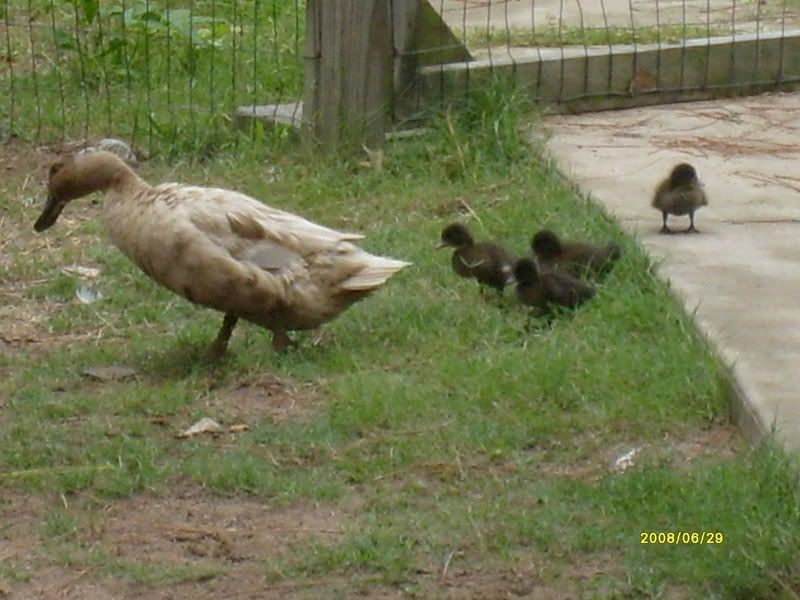 June29thDuckies019-1.jpg