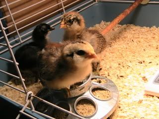 Hatching2009010.jpg