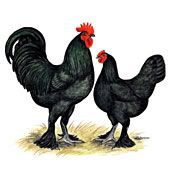 Langshan_Black1.jpg