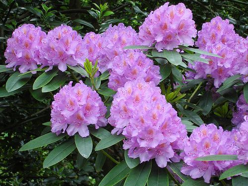 rhododendron.jpg