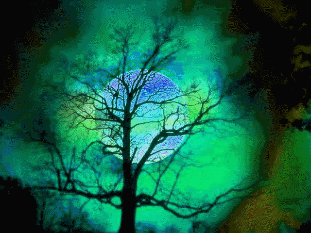 arbre.gif