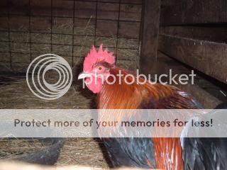 Chickiepics12-08045.jpg