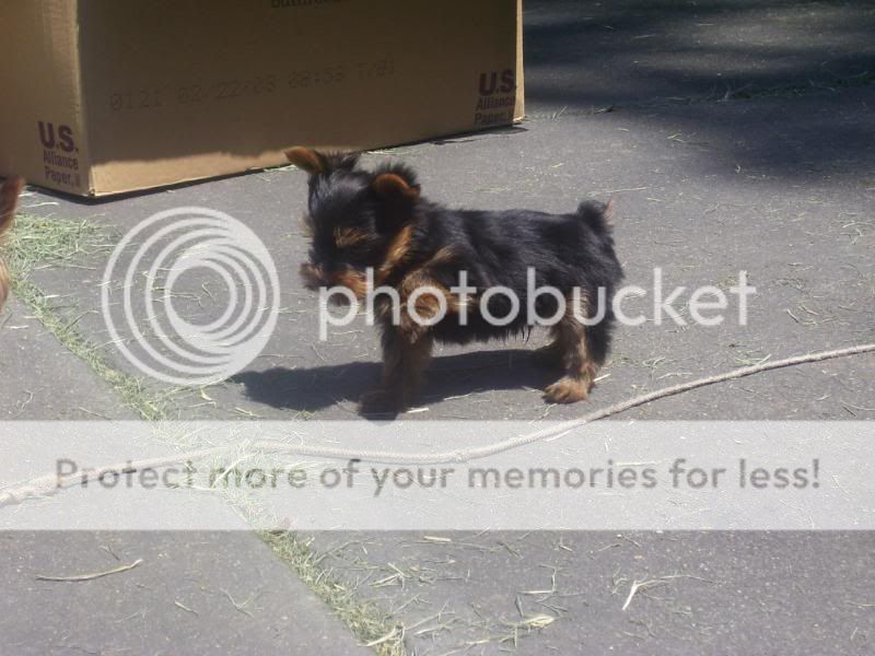 Puppy5-26-08017.jpg