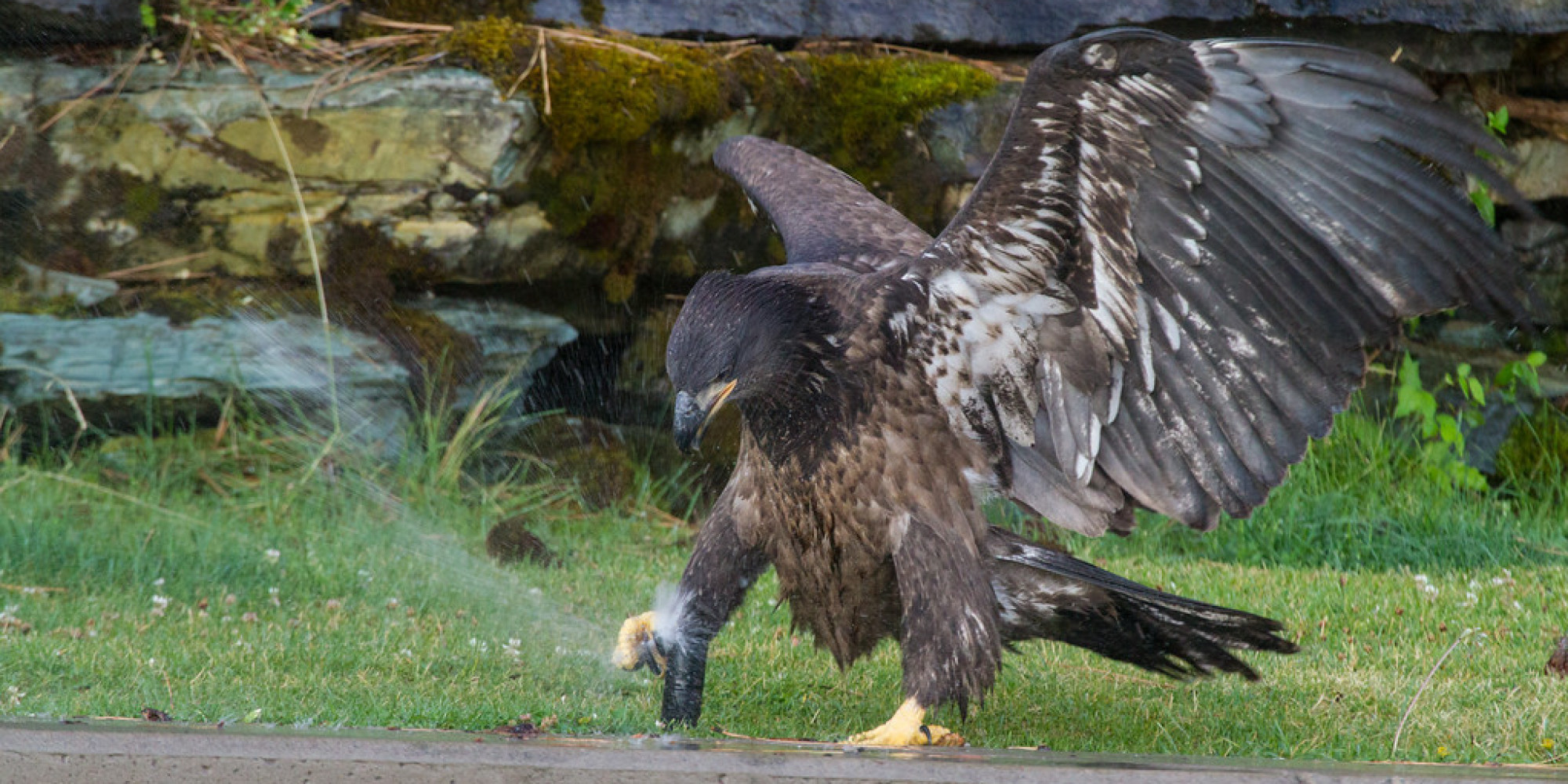 o-EAGLE-IN-SPRINKLER-facebook.jpg