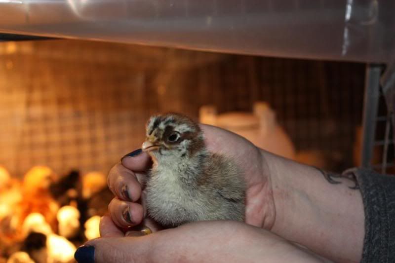 chickchick4.jpg