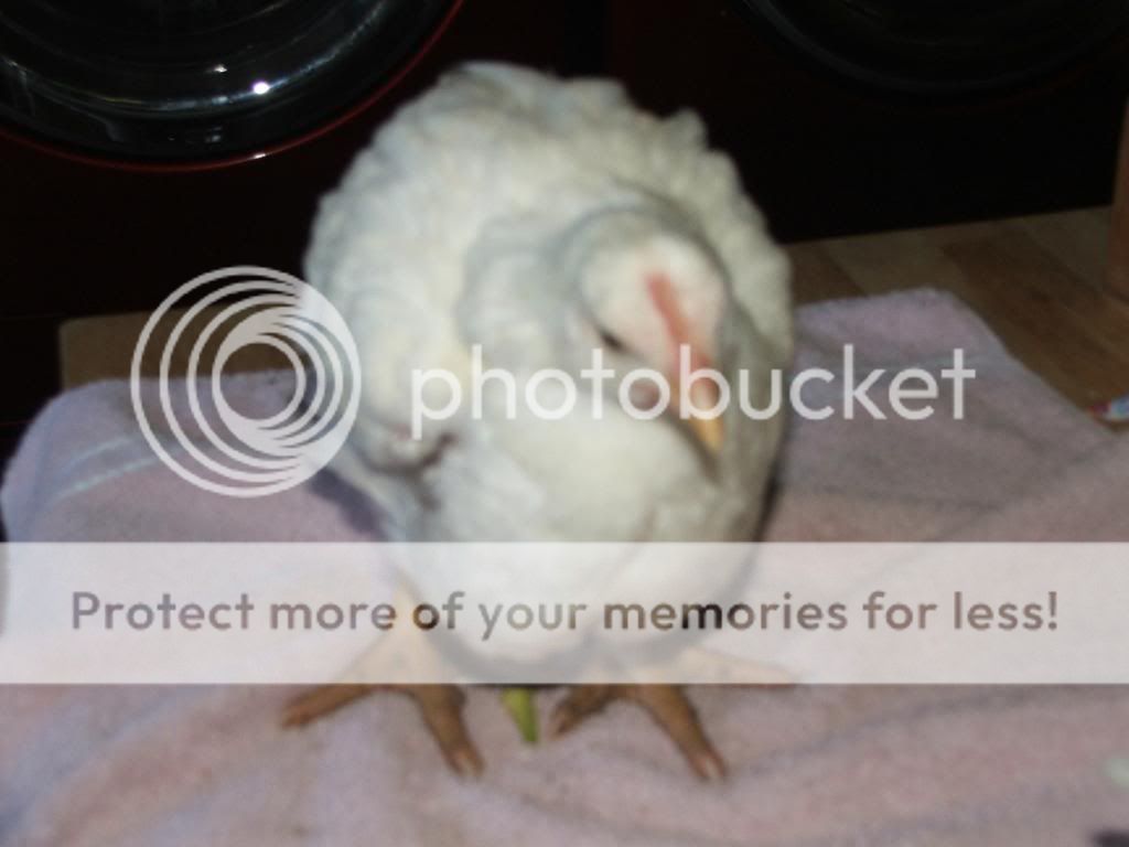 DSCF3266.jpg