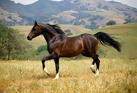 HOR_01_RK0908_24_P.JPG