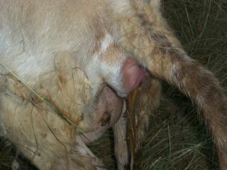 82_first_lamb_006.jpg