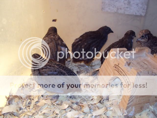 DSC00121.jpg