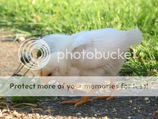 IMG_6667copy.jpg