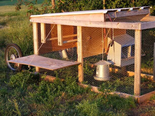 Chickens004.jpg