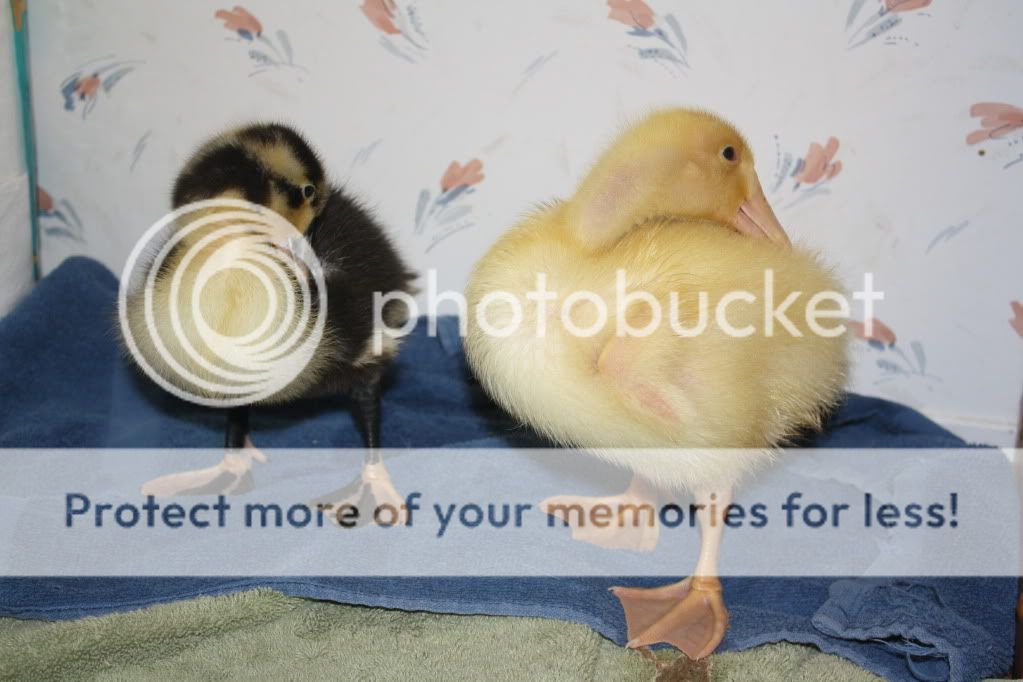 duckiesandpond100.jpg