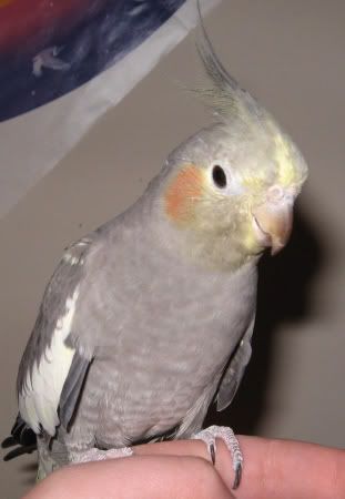 ozzy-1.jpg