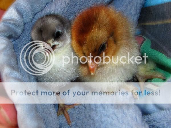 chooks.jpg