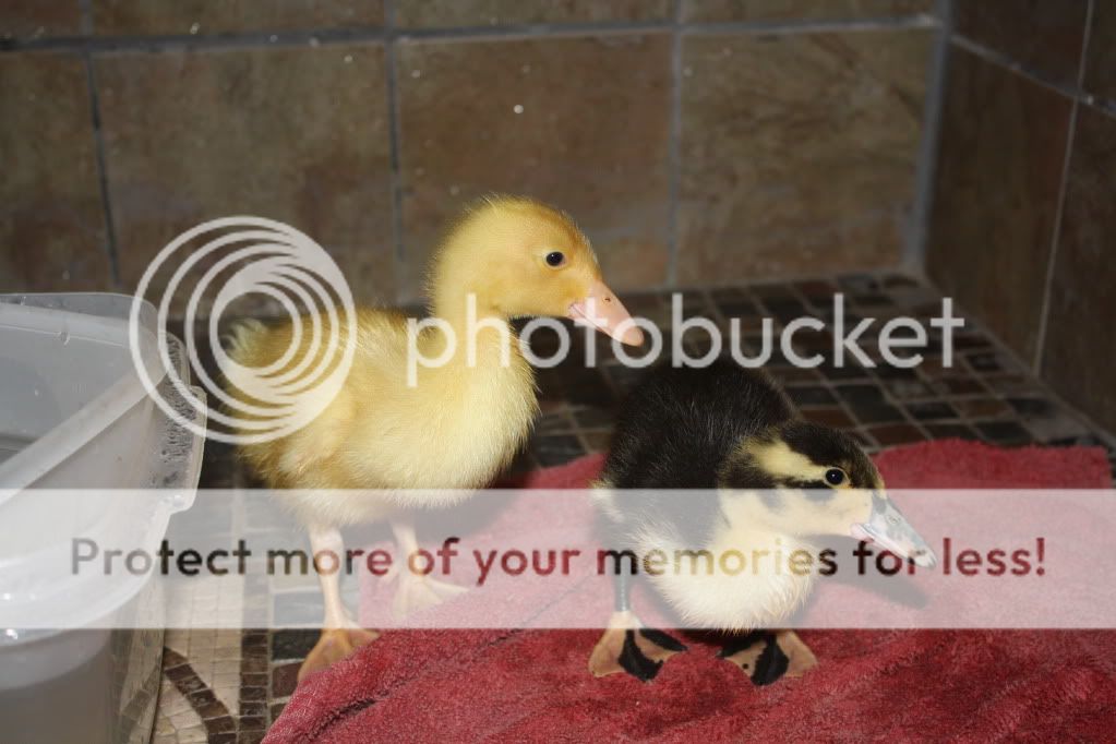 duckies032.jpg