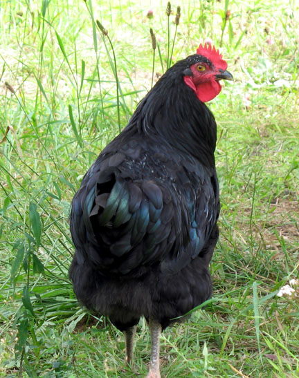 black-java-rooster.jpg