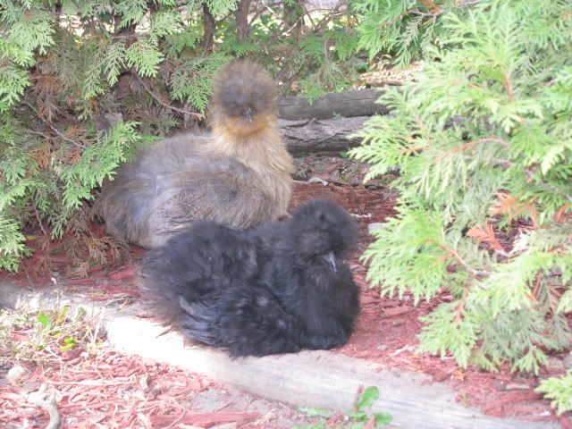 silkiebabies.jpg
