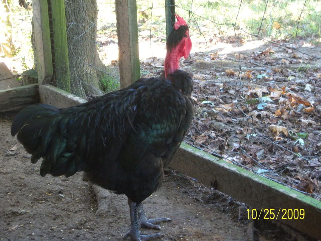 chiricanonegro2-1.jpg