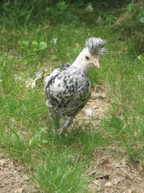 silkies117.jpg