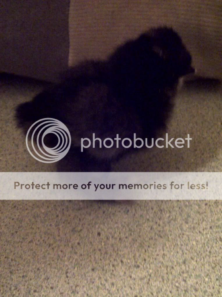 silkie5.jpg