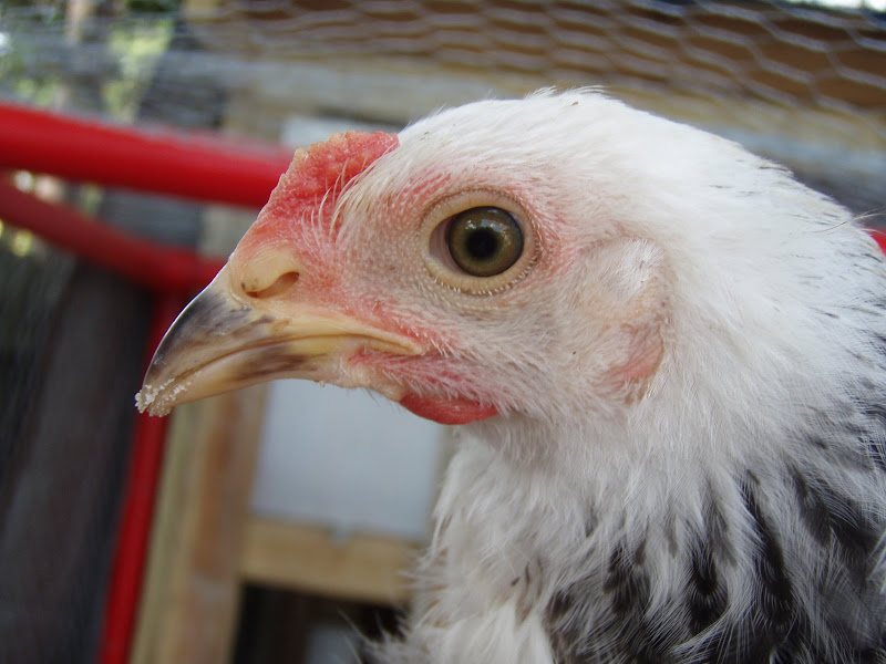 Chickens%20055.JPG