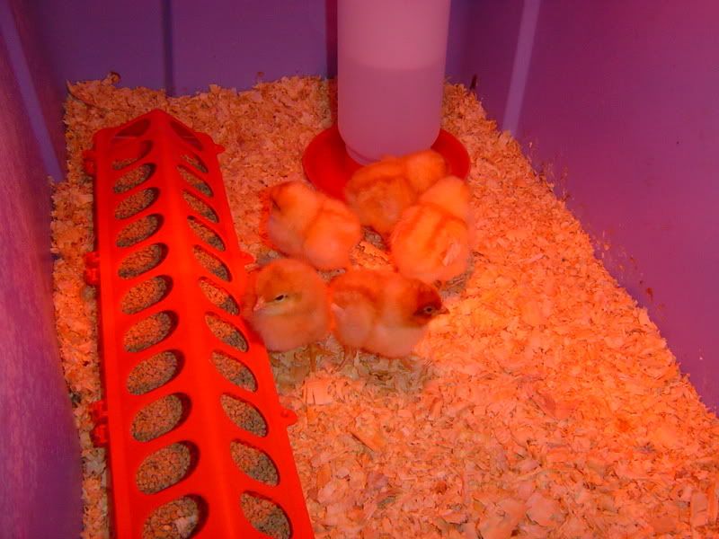 UpdateChicks4quailandpullets001.jpg