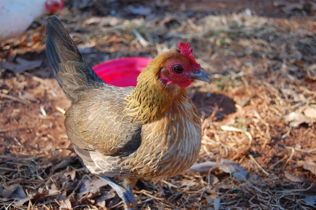 Val-DayPets022.jpg