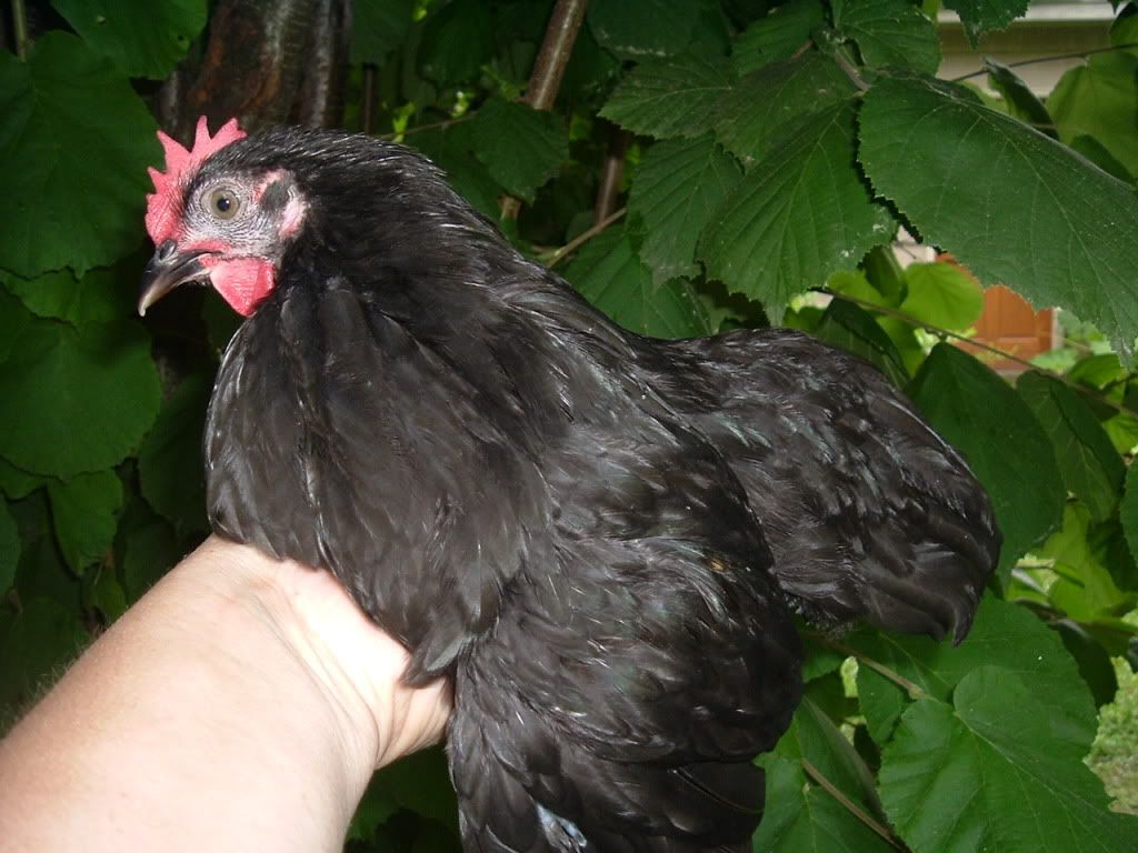 mychickens584.jpg