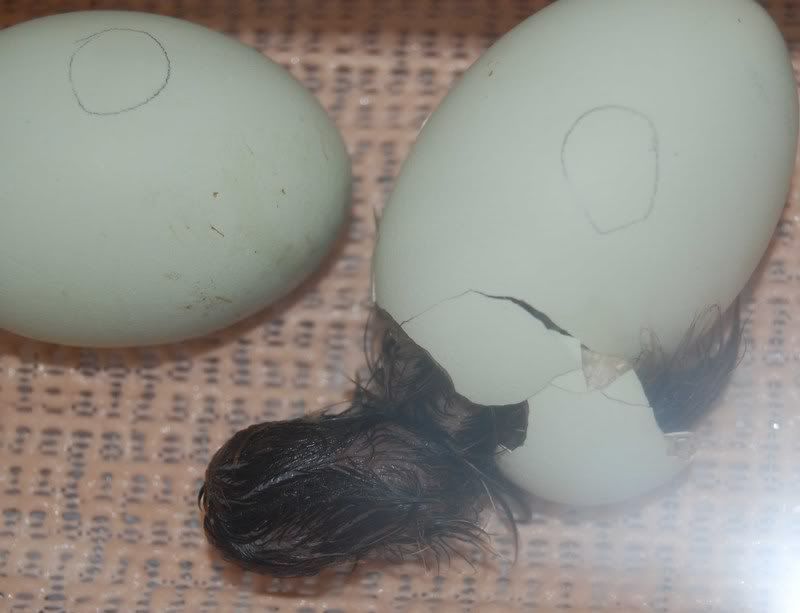 chick2.jpg