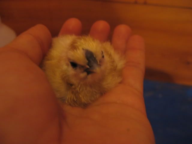 chicksagain036.jpg