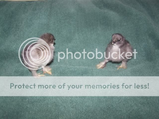 Orderhatched003.jpg