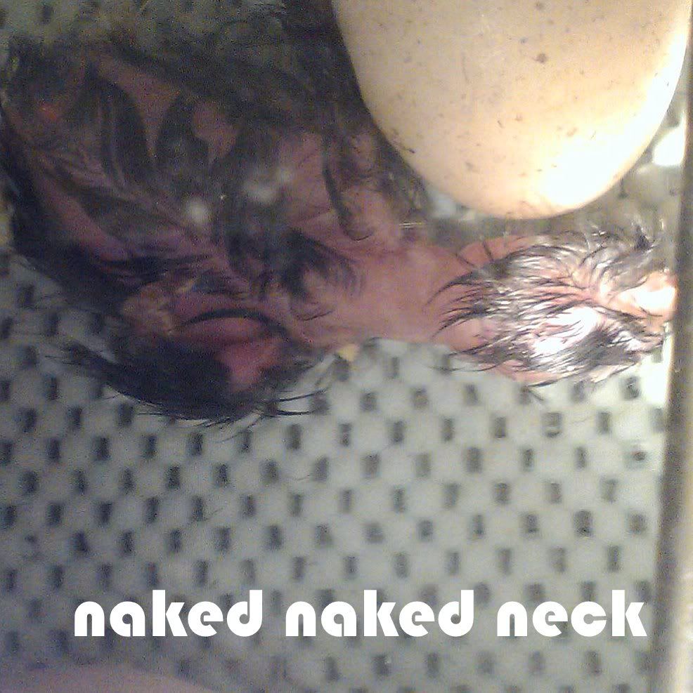 nnneck.jpg