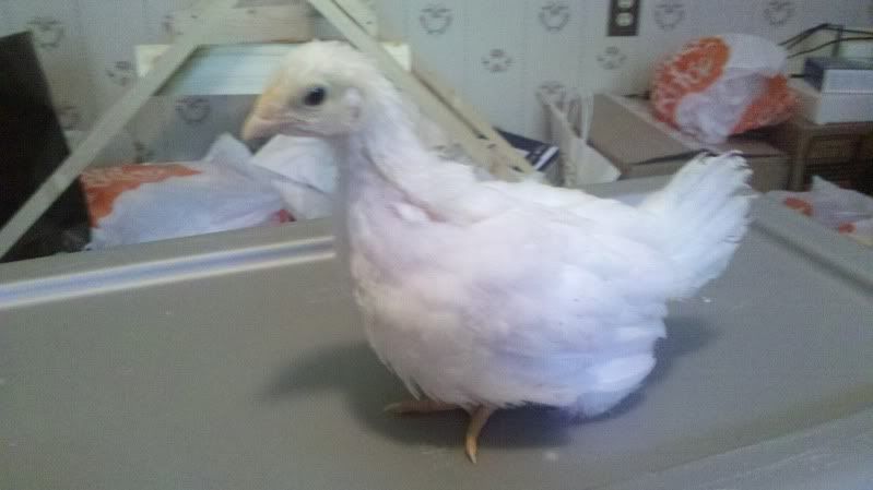 2011-05-28_15-22-43_195.jpg
