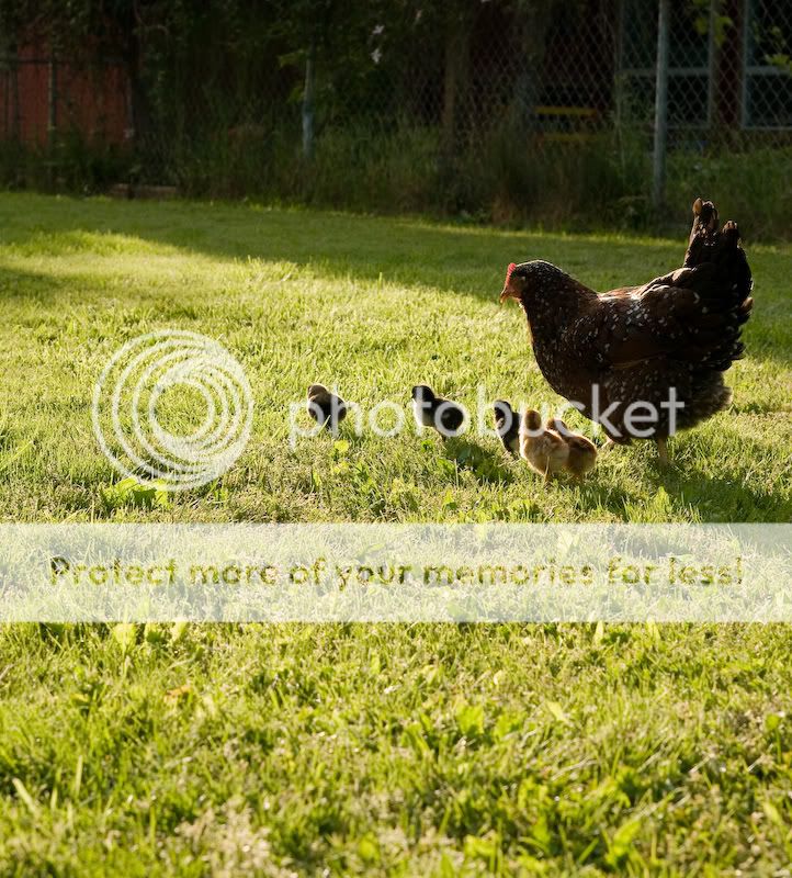 0806babychicks010.jpg