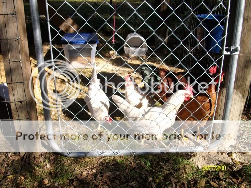 Chickens015.jpg
