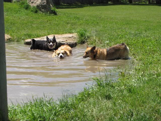 2010corgipicnic032.jpg