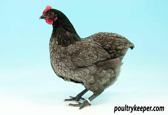 Blue-Australorp-Bantam-BOB-Anita-James.jpg