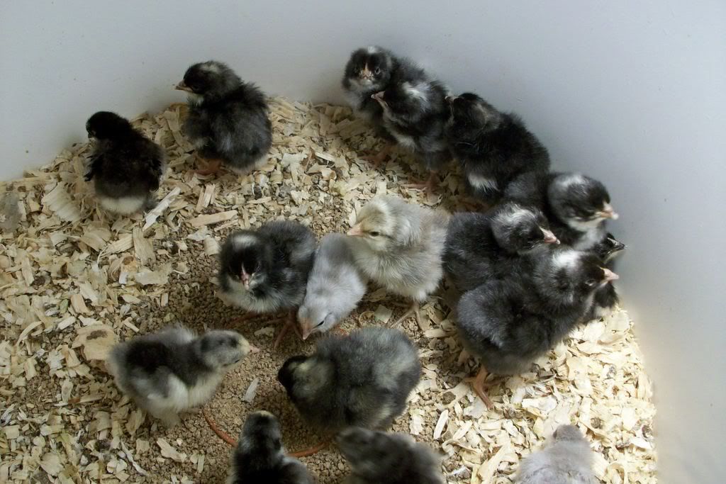 Marans.jpg
