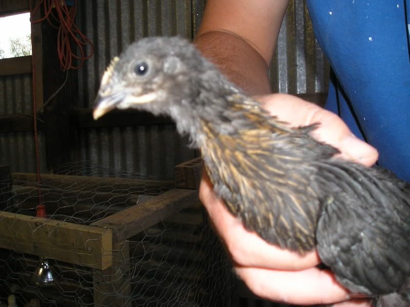 chickies9-28008.jpg