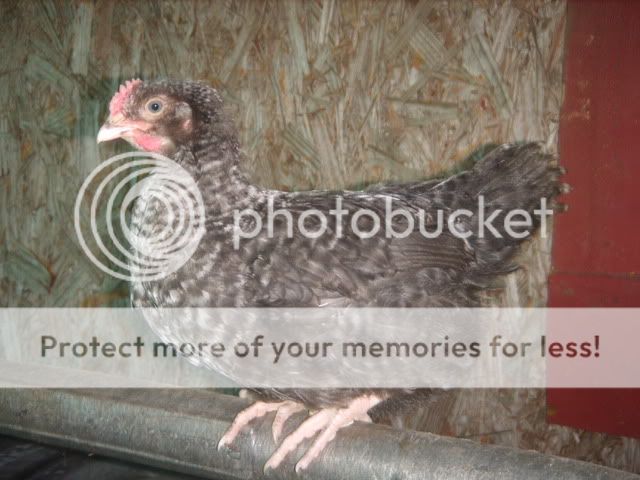 chickens035.jpg