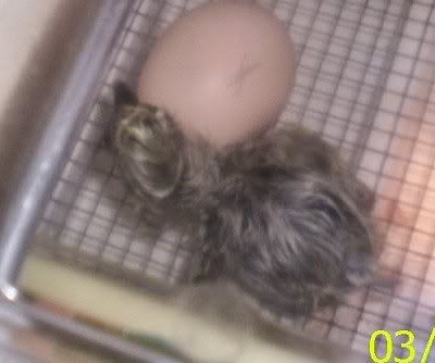 chick1.jpg