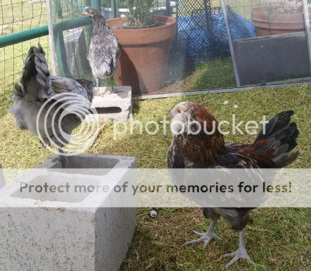 roosters004.jpg