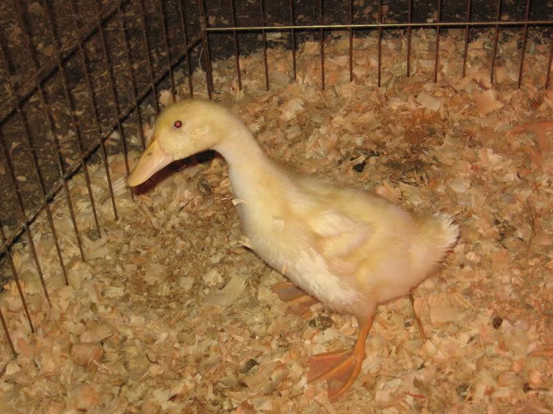chicks020.jpg