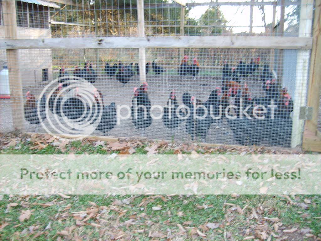 ThomDeans11-28-09046.jpg