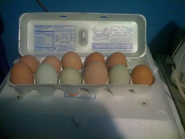 00egg.jpg