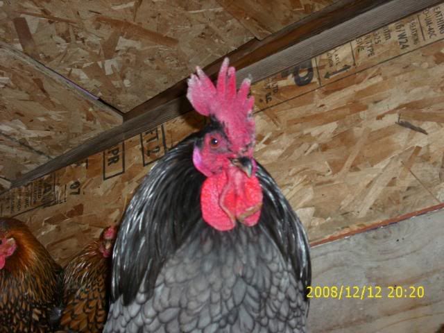 Dec08022.jpg