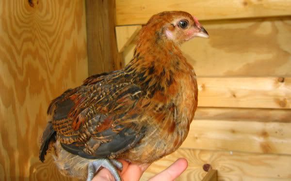 7-week-Ameraucana-rooster-2.jpg